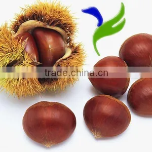 New Crop Organic Fresh Bulk Chestnuts Wholesale thumbnail-4