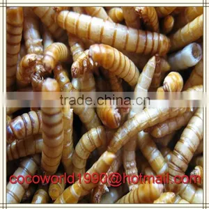 Mealworms and Waxworms/dehydrated Birds/what is Mealworm thumbnail-1