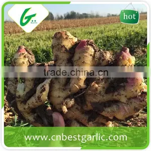 Made in China Chinese Fresh Young Gingers thumbnail-3