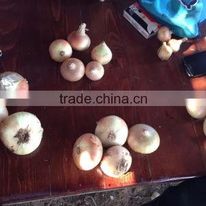Fresh Onion Supplier thumbnail-3