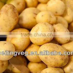 2013 New Crop Fresh Potato thumbnail-1