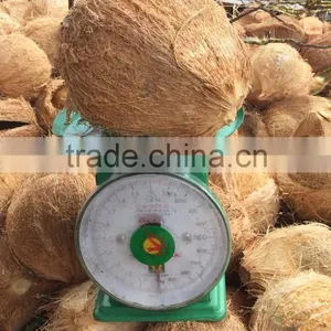 Semihusked Mature Coconut thumbnail-1