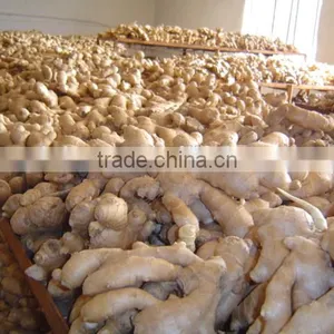 All Year Round Supply Fresh Ginger thumbnail-5