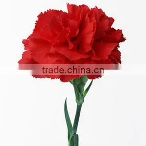 Supply Carnation Fresh Cut Carnation Fresh Cut Flowers thumbnail-3