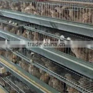Automatic Quail Layer Cage thumbnail-6