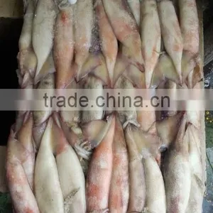 Frozen Whole Round Squid Todarodes Pacificus thumbnail-2