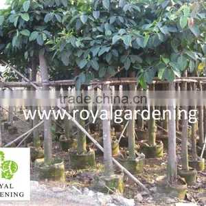 Ficus Altissima for Tropical Climate Garden Plants and Landscaping Trees thumbnail-1