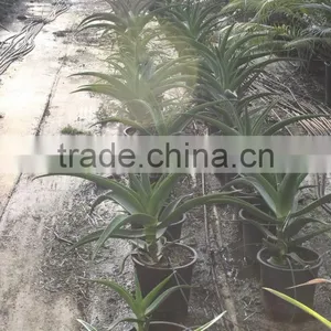 Aloe Africana "African Aloe" in 8 Liters Pot thumbnail-2