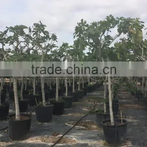 Ficus Carica thumbnail-5