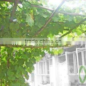 Vineyard Pole ,bamboo Poles Wholesale thumbnail-1