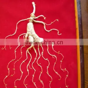 China Changbai Mountian Old Wild Ginseng Panax Roots Price thumbnail-4
