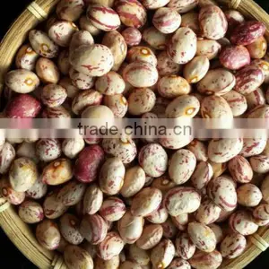 Light Speckled Kidney Beans thumbnail-1
