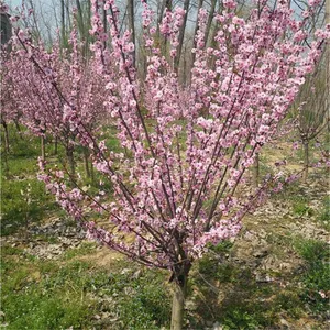 Prices of 8cm, 6cm and 10cm Prunus × Blireana 'meiren' {div}quotation List of Prunus × Blireana 'meiren' thumbnail-2