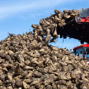 Beet Sugar Processing Line thumbnail-1