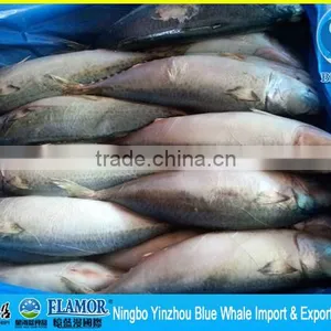 Frozen Pacific Mackerel 300g thumbnail-1