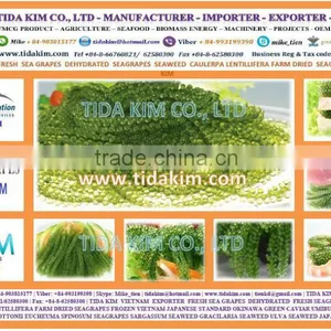 FRESH SEA GRAPES - UMIBUDO - TIDA KIM - SEAWEED GREEN CAVIAR OKINAWA JAPAN DEHYDRATED SEAGRAPES - CAULERPA LENTILLIFERA thumbnail-1