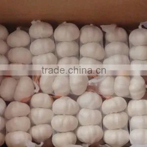 Garlic Price of 2016 thumbnail-3