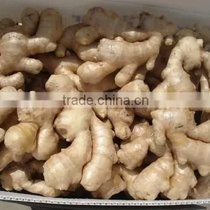 New Crop Fresh Ginger Importers With Competitive Export Price thumbnail-1