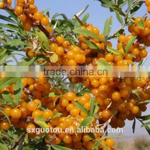 100% Nature Wild Frozen Seabuckthorn Fruit thumbnail-5