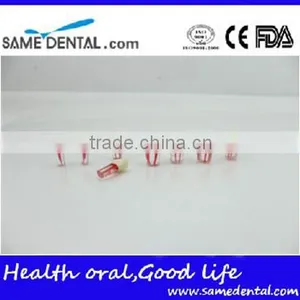 Dental Modle Internship Root Canal Tooth Model DEA-29 thumbnail-3