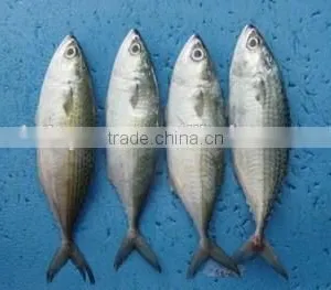 Wholesale Canned Sardine in Oil Lowest Price thumbnail-2