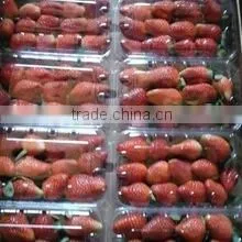 FRESH STRAWBERRY thumbnail-1