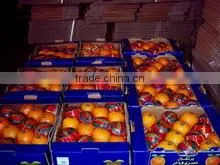 Wholesale Fresh Egypt Orange thumbnail-1