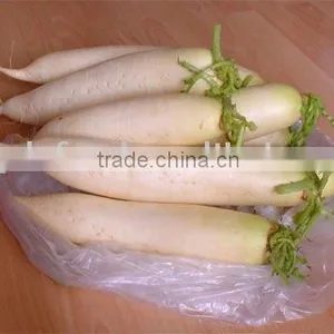 White Radish Promotion thumbnail-1