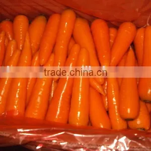 Chinese Fresh Carrot thumbnail-1