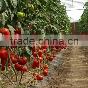 Hybrid Tomato Seeds From China TY Resistance Big Firm Fruits-6800 thumbnail-1