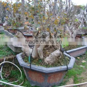 Lagerstroemia Indica L. Bonsai thumbnail-6