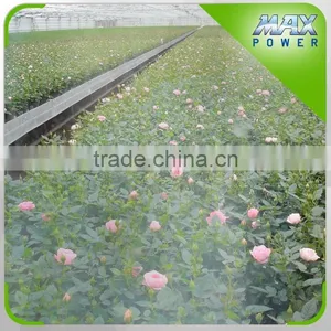 Watering & Irrigation System for Rose Garden thumbnail-2