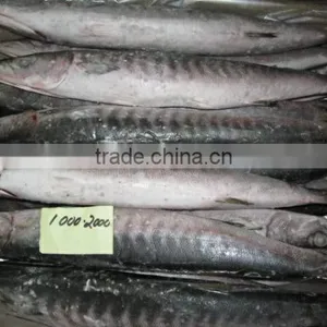 Baracuda Whole thumbnail-2