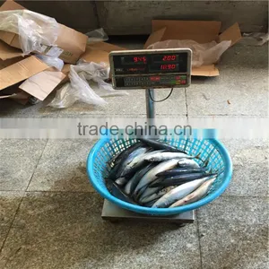 Pacific Mackerels Frozened Pacific Mackerel 200-300G for Asia Importer thumbnail-1