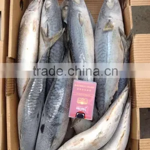 Grade A , SEAFROZEN PACIFIC MACKEREL SIZE 500+ thumbnail-5