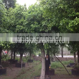 Large Ficus Nitida and Ficus Microcarpa thumbnail-2