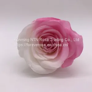 Preserved Rose Preserved Flowers Dried Flowers Birthday Valentine Party Wedding thumbnail-4