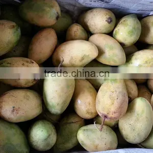 Fresh Yellow Mango With High Quality/ Large Quantity/ Best Price Vietnam thumbnail-1