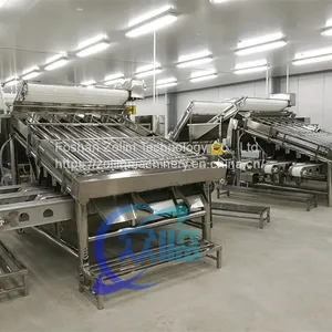 Shrimp Grading Machine With 12 Rollers Shrimp Processing Line China Seafood Processing Machinery thumbnail-2