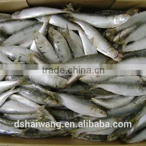 Frozen Sardine for Market thumbnail-1