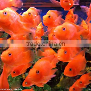 Anchovy Fish Feed Pellet Extruder thumbnail-3