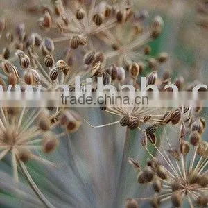 Dill Oil ( Complying to BP ) thumbnail-1