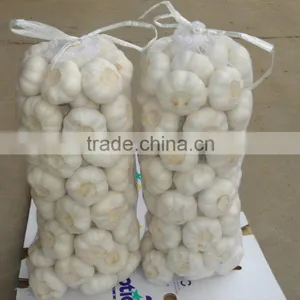 Pure White Garlic for Sale thumbnail-3