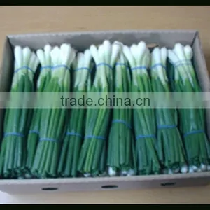 Spring Onion thumbnail-1