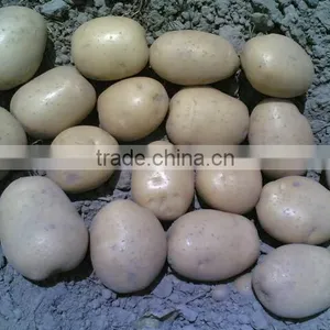 Potato thumbnail-1