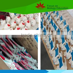 Hot Sale School Use Dog Ear Anatomy Model for Vet thumbnail-5