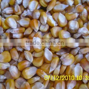 Feed Corn, Yellow Maize thumbnail-1