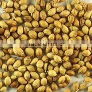 Indian High Grade Fresh Wholesale Dried Coriander Seed thumbnail-1