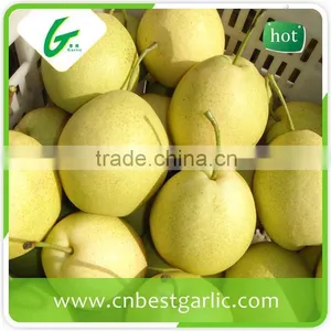 Shandong Pear Cheap Price From Pear Factory thumbnail-2