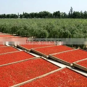 2015 New Crop Qinghai Goji Berries Wholesale Goji Berry thumbnail-3